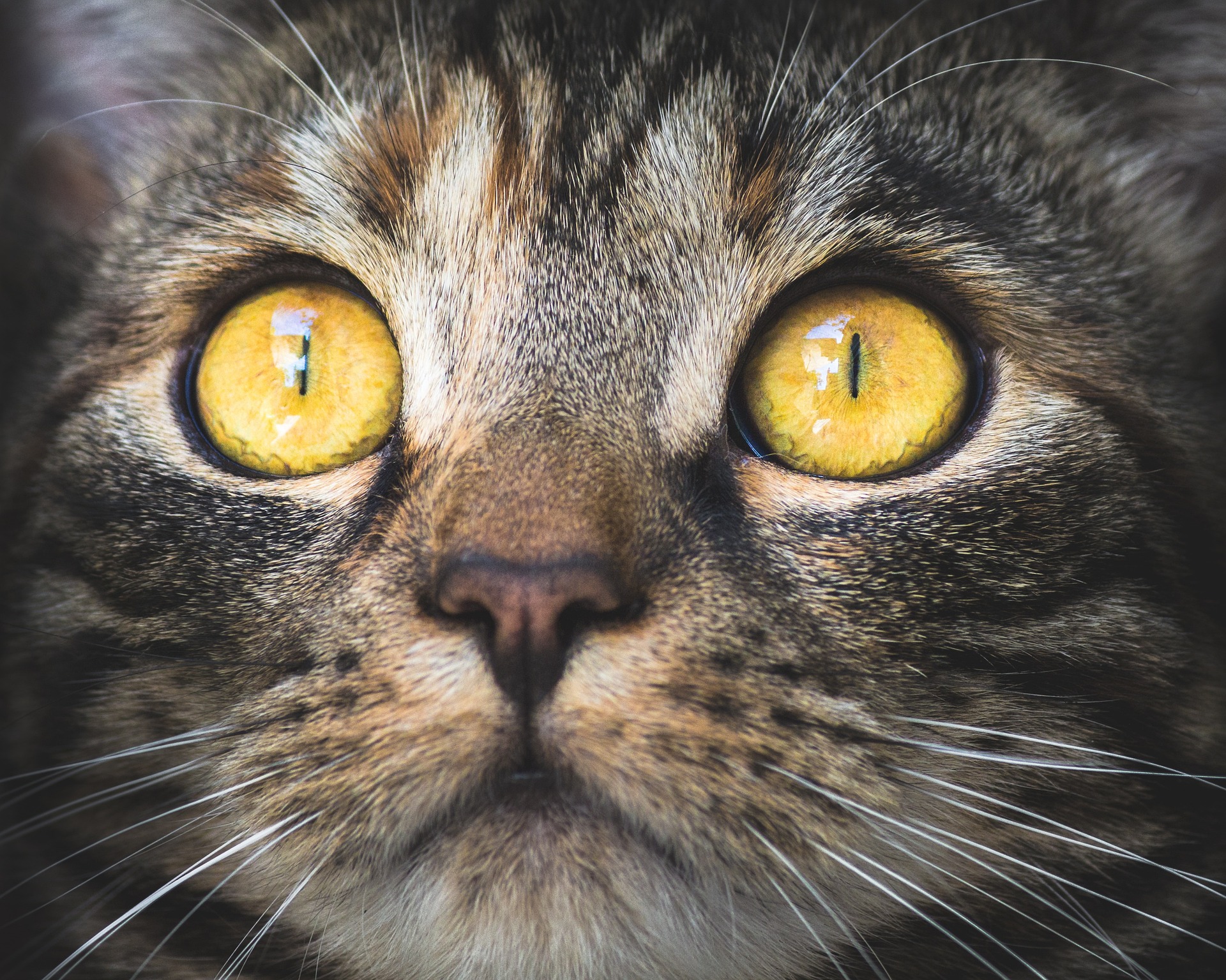 How I found out my cat was plotting to usurp my authority